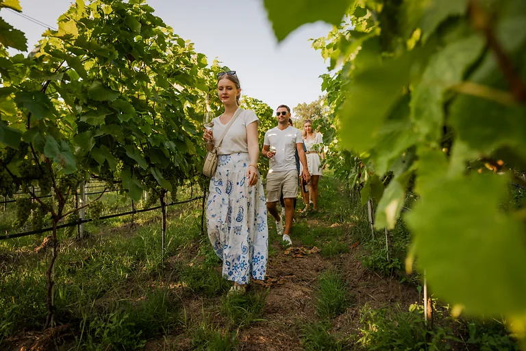 Gäste laufen mit einem Glas Wein in der Hand durch die Weinberge eines Weingutes in Dresden Elbland.