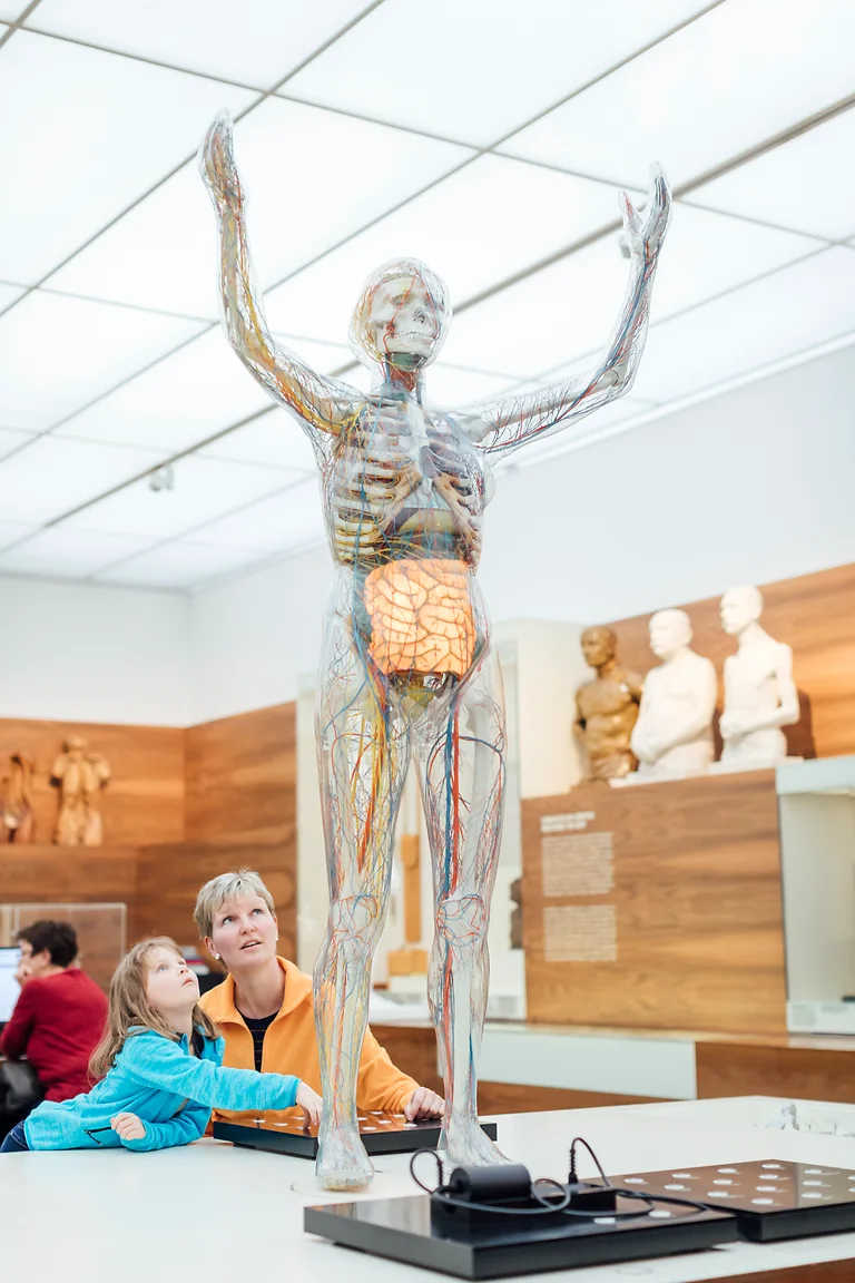 Der Gläserne Mensch im Deutschen Hygiene-Museum Dresden zeigt transparent den menschlichen Körperaufbau.