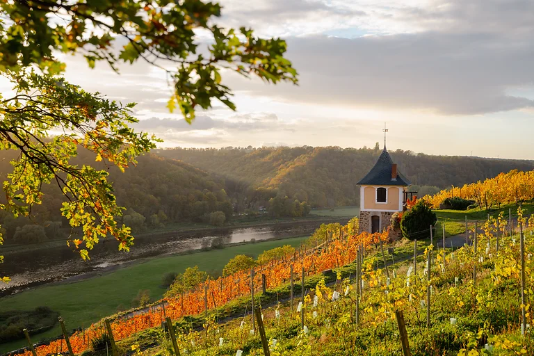 Weinberghaus Schwalbennest inmitten herbstlicher Weinberge am Kapitelberg mit Blick auf die Elbe.