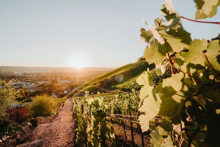 Der Sächsische Weinwanderweg