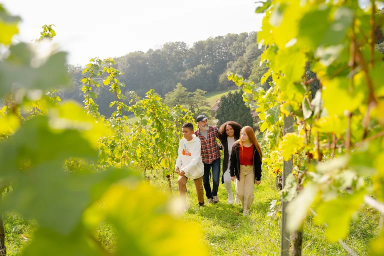 Family hiking through the vineyards in the Dresden Elbland on a sunny day.
