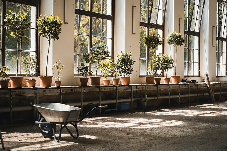 Innenansicht der Pillnitzer Orangerie mit exotischen Kübelpflanzen und hohen Fenstern.