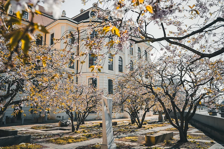 Kirschblüten vor dem barocken Landhaus Dresden, Sitz von Stadtmuseum und Galerie im Frühling.